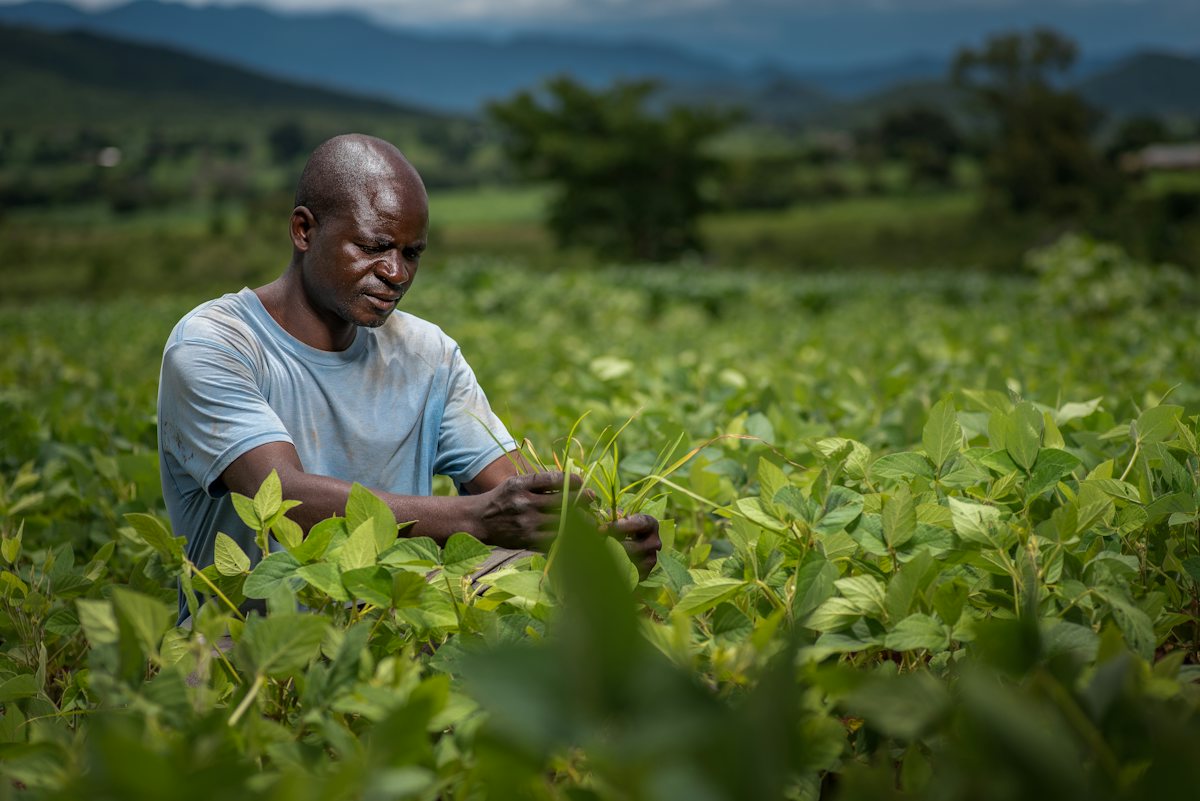 A farmer tending his crop