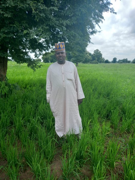 Mallam Haruna standing in his rice field