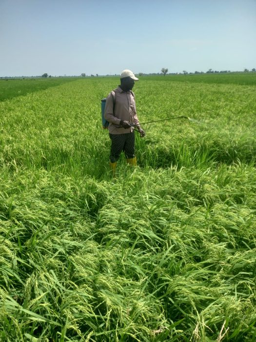 Alh. Uzairu Katsina spraying his rice field
